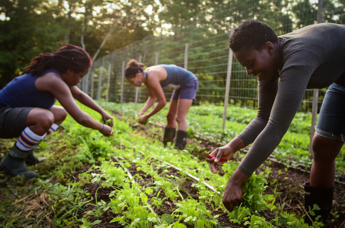 Farmers pick crops at Soul Fire Farm in New York state. It's run by Leah Penniman, a farmer and activist working to diversify the farming community and reconnect people to their food.