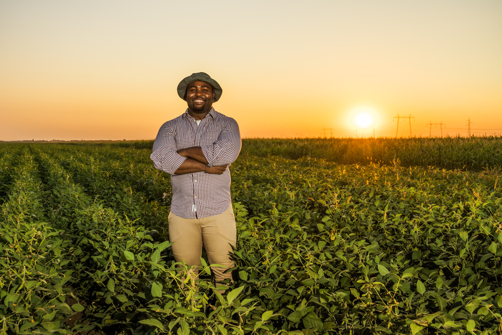 Farmer,Is,Standing,In,His,Growing,Soybean,Field.,He,Is